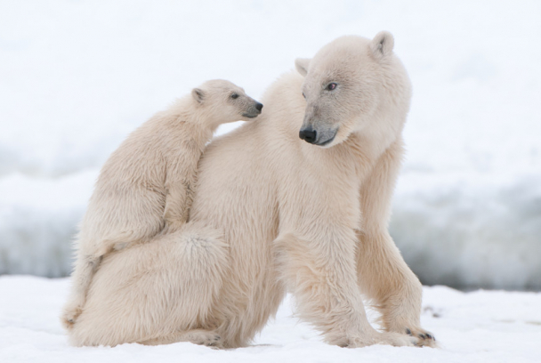 Sobrevivir en el reino de los hielos: los osos polares