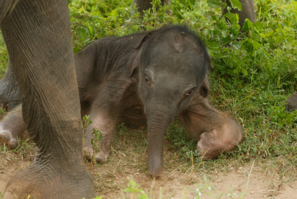 Sri Lanka, la isla de los elefantes
