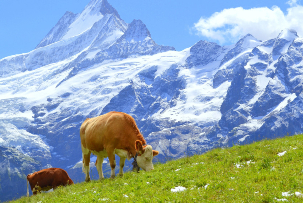 Suiza, el corazón de los Alpes