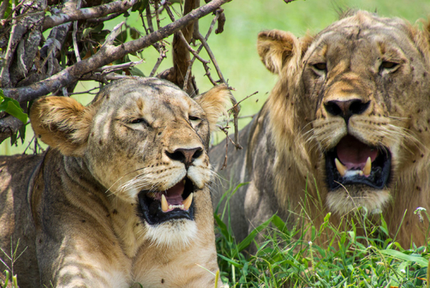 Supervivientes de Las Planicies: los leones de Tsavo