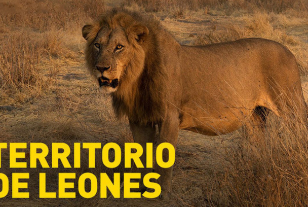 Cazador de gigantes - Territorio de leones - T1 Ep 2 | SincroGuia TV