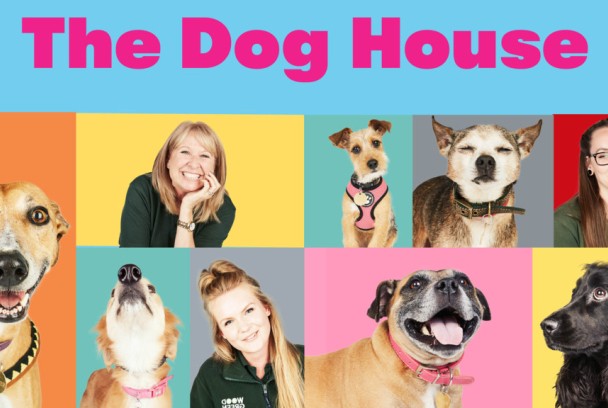 The dog house
