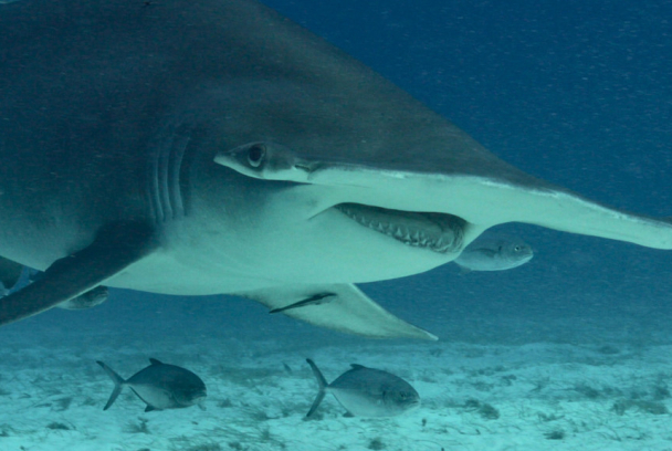 Tiburón toro vs. tiburón martillo