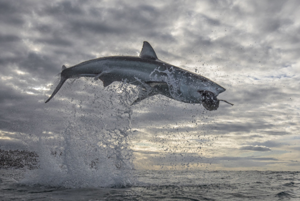 Tiburón vs foca: el duelo 