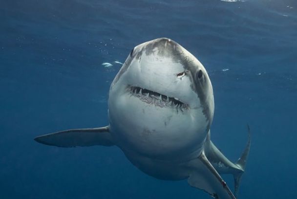 Tiburones: 25 momentos impactantes