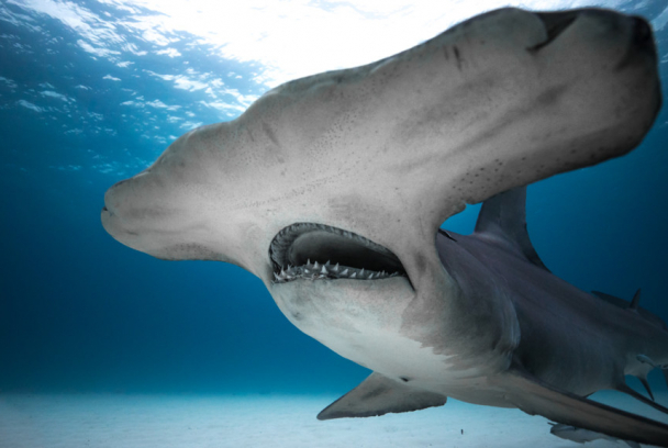 Tiburones: Aguas peligrosas
