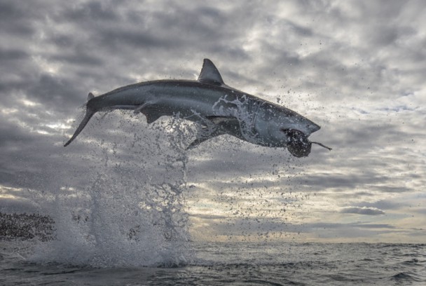 Tiburón vs foca: el duelo 