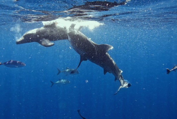 Tiburones vs delfines: batalla en las Bahamas