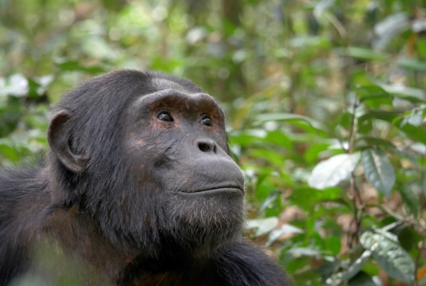 Uganda visto por un chimpancé