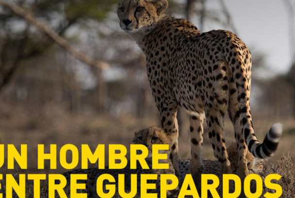 Un hombre entre guepardos