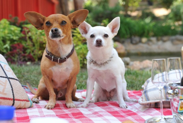 Un Chihuahua en Beverly Hills 3: ¡Que Viva La Fiesta!