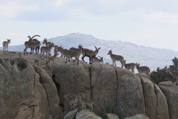 Vida sobre las rocas