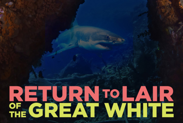 Vuelta al refugio del tiburón blanco