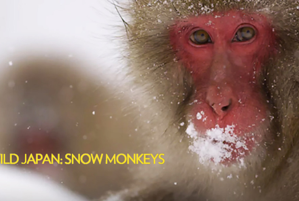 Wild Japón: monos de la nieve