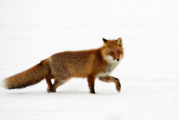 Wilderness in Japan: Hokkaido red fox