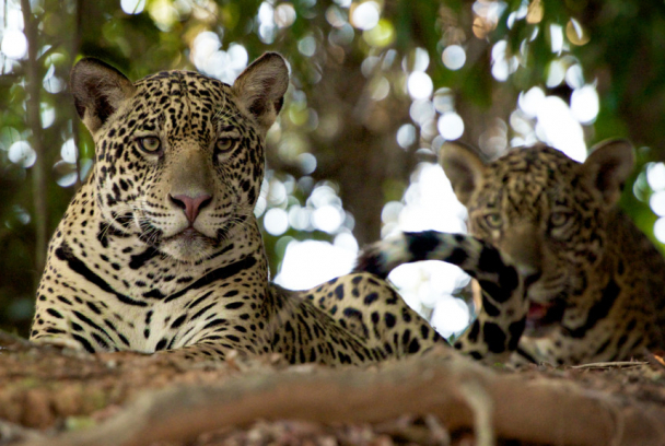 Documental Naturaleza: Brasil salvaje