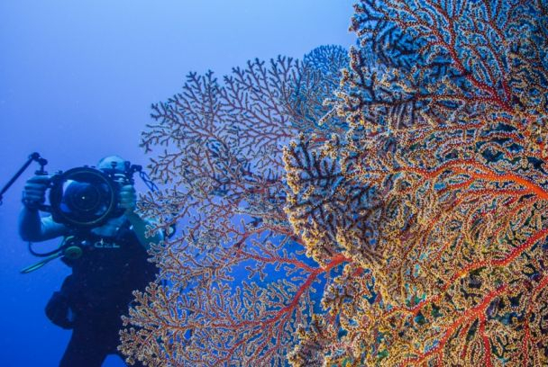 La barrera del coral
