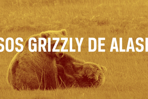 Osos Grizzly de Alaska