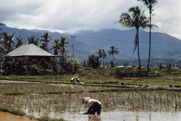 Wild Indonesia