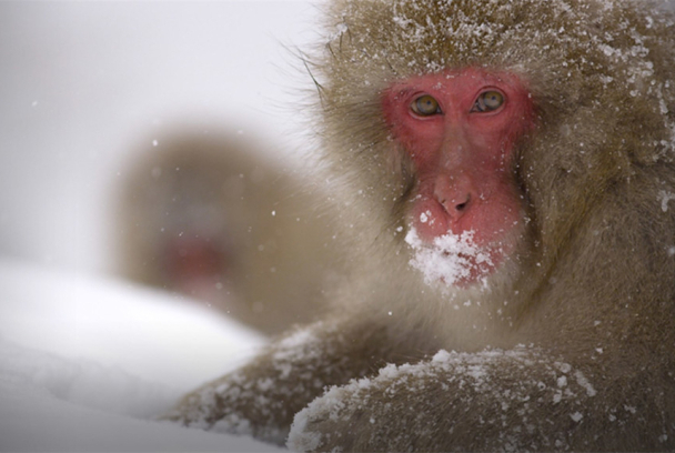 Wild Japón: Monos de la nieve