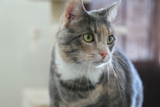 Como el perro y el gato (Programa de TV) SincroGuia TV