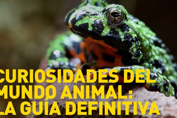 Curiosidades del mundo animal: la guía definitiva