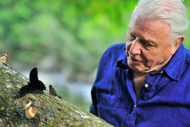 La conquista de los cielos de David Attenborough