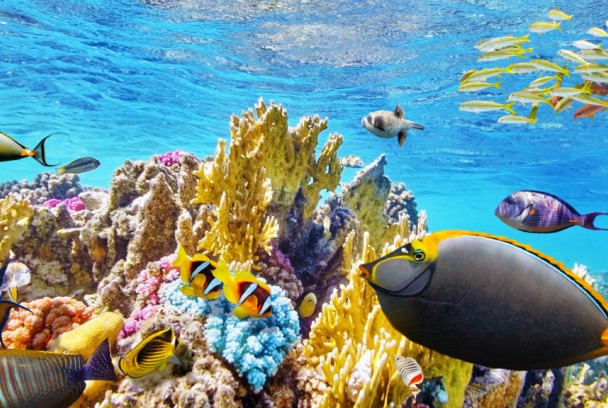 La gran barrera de coral con David Attenborough