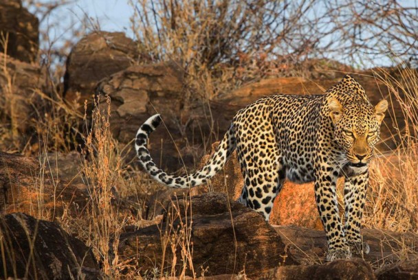 La leoparda
