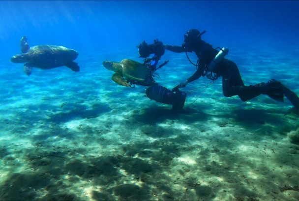 Mediterráneo: un mar en peligro