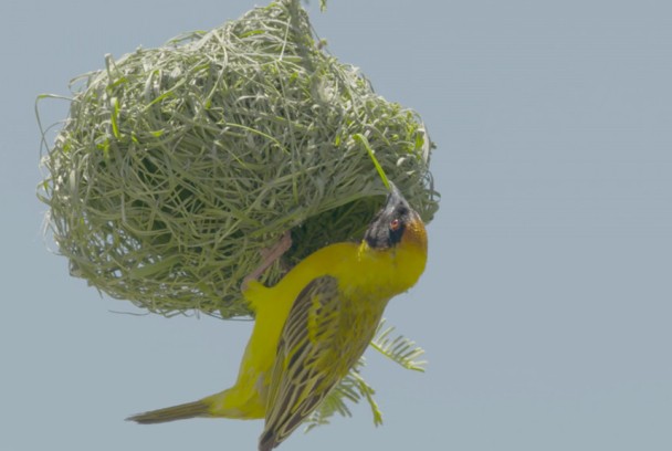 Obreros de la naturaleza